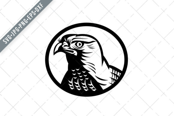 Head of a Northern Goshawk: Graphics and Illustrations for Bold Branding